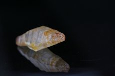 Gemmy bipyramidal Sapphire Crystal