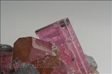 Fine Pink 電気石 (Tourmaline) Cabinet