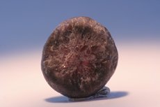 トラピッチ・ スピネル (Trapiche Spinel)