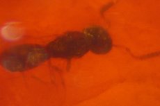 Cretaceous Amber with Ants & other Insects