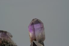 Zepter Quarz Rauchquarz/Amethyst Stufe mit Saléeite