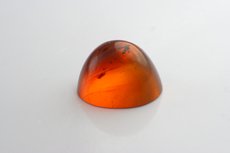 Amber (Burmite) Cabochon with insect