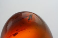 Amber (Burmite) Cabochon with insect