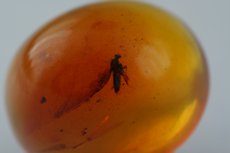 Amber (Burmite) Cabochon with insect