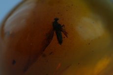 Amber (Burmite) Cabochon with insect