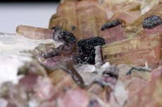 Moor's Head Tourmaline Crystals in Matrix